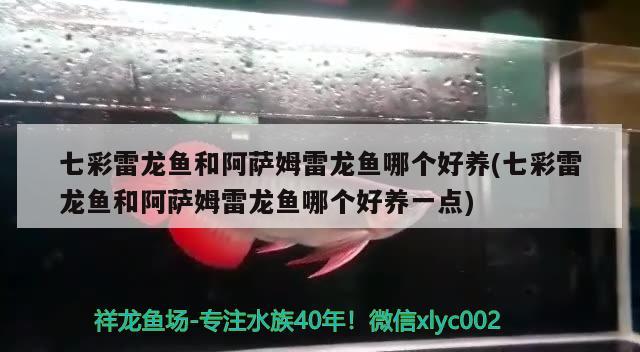 七彩雷龙鱼和阿萨姆雷龙鱼哪个好养(七彩雷龙鱼和阿萨姆雷龙鱼哪个好养一点) 翡翠凤凰鱼