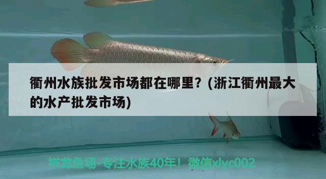 衢州水族批发市场都在哪里？(浙江衢州最大的水产批发市场) 观赏鱼水族批发市场