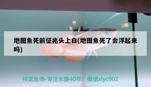 地图鱼死前征兆头上白(地图鱼死了会浮起来吗)