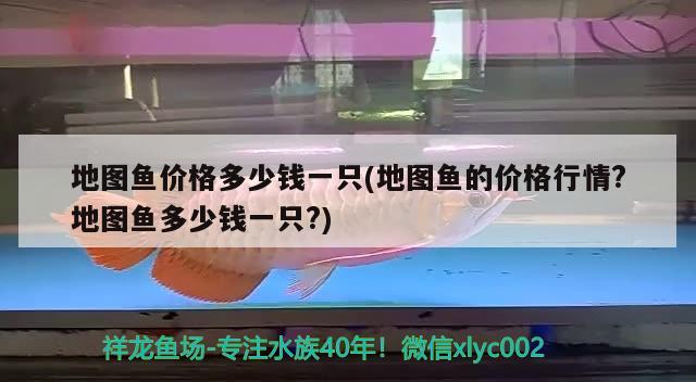 地图鱼价格多少钱一只(地图鱼的价格行情?地图鱼多少钱一只?)