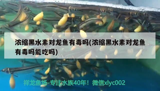 浓缩黑水素对龙鱼有毒吗(浓缩黑水素对龙鱼有毒吗能吃吗)