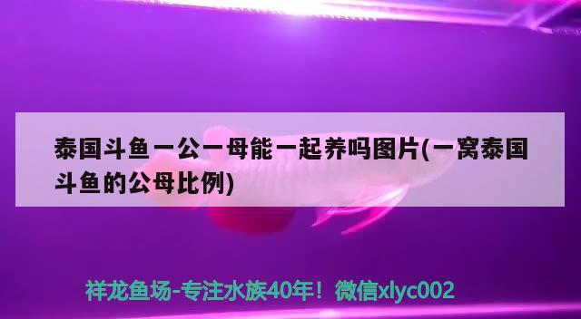 泰国斗鱼一公一母能一起养吗图片(一窝泰国斗鱼的公母比例) 泰国斗鱼