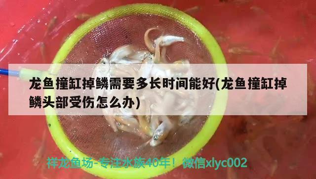 龙鱼撞缸掉鳞需要多长时间能好(龙鱼撞缸掉鳞头部受伤怎么办)