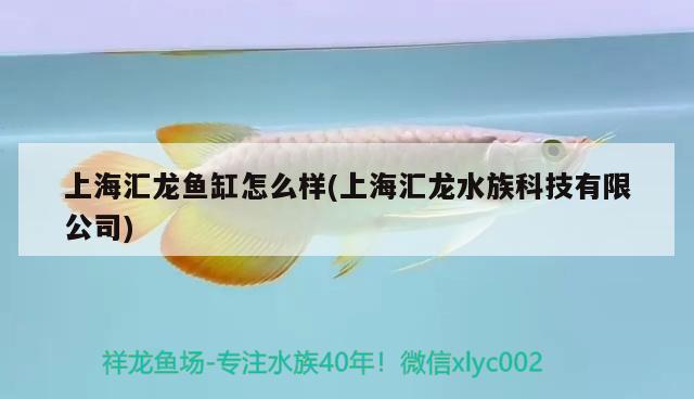 上海汇龙鱼缸怎么样(上海汇龙水族科技有限公司)