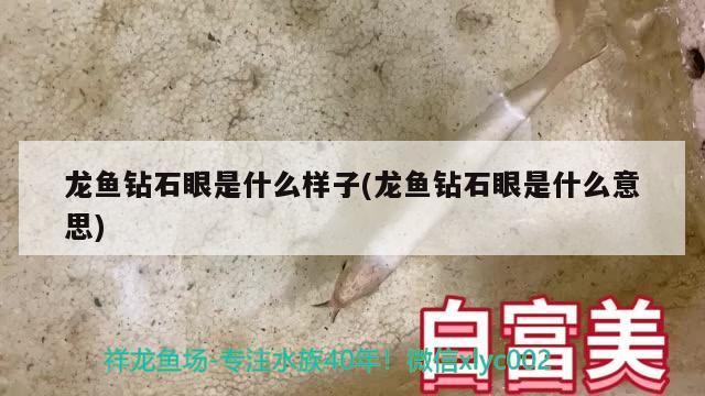 龙鱼钻石眼是什么样子(龙鱼钻石眼是什么意思)