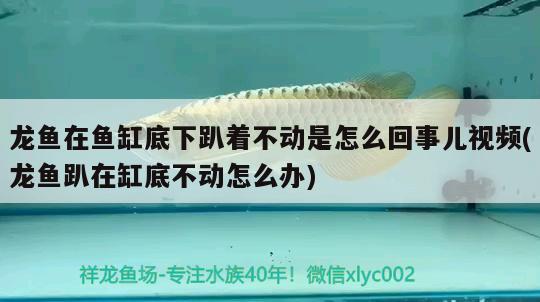 龙鱼在鱼缸底下趴着不动是怎么回事儿视频(龙鱼趴在缸底不动怎么办) 黑桃A鱼苗