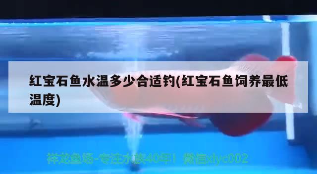 红宝石鱼水温多少合适钓(红宝石鱼饲养最低温度) 垂钓乐园