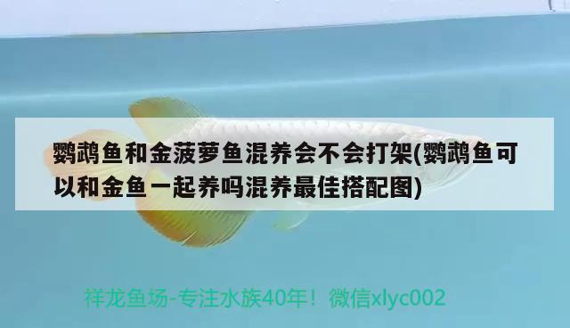 鹦鹉鱼和金菠萝鱼混养会不会打架(鹦鹉鱼可以和金鱼一起养吗混养最佳搭配图)