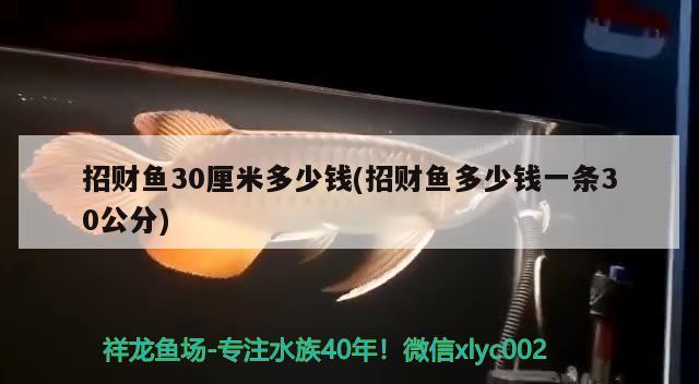 招财鱼30厘米多少钱(招财鱼多少钱一条30公分)