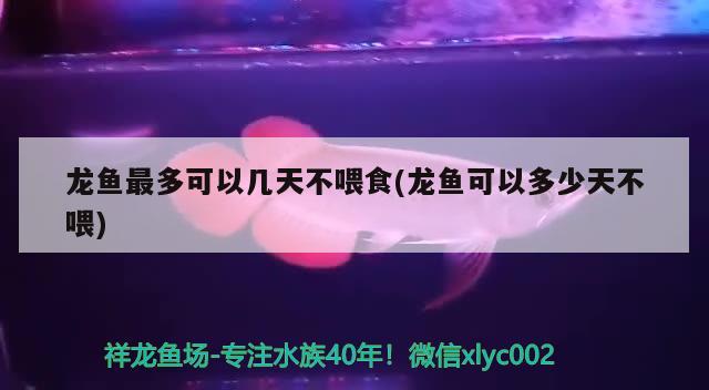 龙鱼最多可以几天不喂食(龙鱼可以多少天不喂)