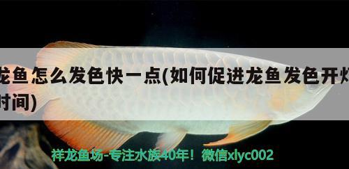 龙鱼怎么发色快一点(如何促进龙鱼发色开灯时间) 黄金达摩鱼