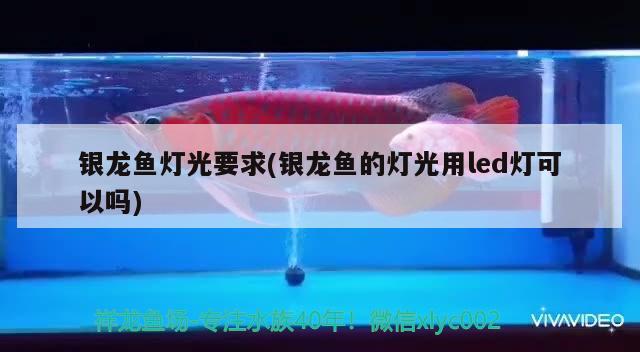 银龙鱼灯光要求(银龙鱼的灯光用led灯可以吗)