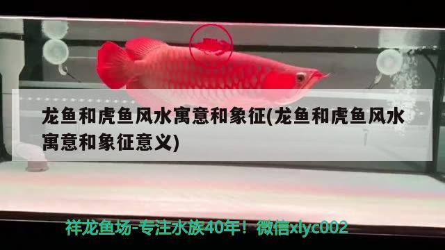 龙鱼和虎鱼风水寓意和象征(龙鱼和虎鱼风水寓意和象征意义) 鱼缸风水