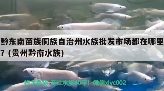 黔东南苗族侗族自治州水族批发市场都在哪里？(贵州黔南水族) 观赏鱼水族批发市场