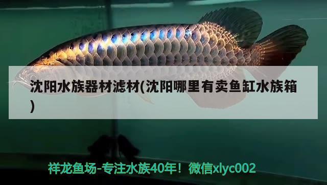 沈阳水族器材滤材(沈阳哪里有卖鱼缸水族箱)