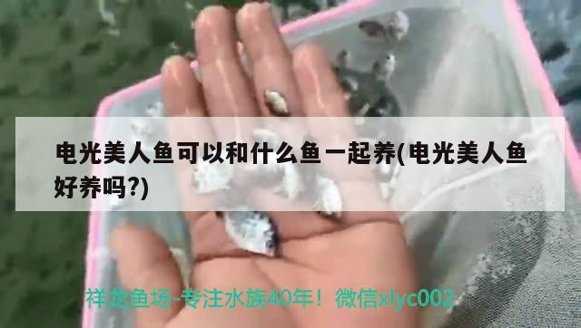 电光美人鱼可以和什么鱼一起养(电光美人鱼好养吗?)