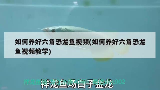 如何养好六角恐龙鱼视频(如何养好六角恐龙鱼视频教学)