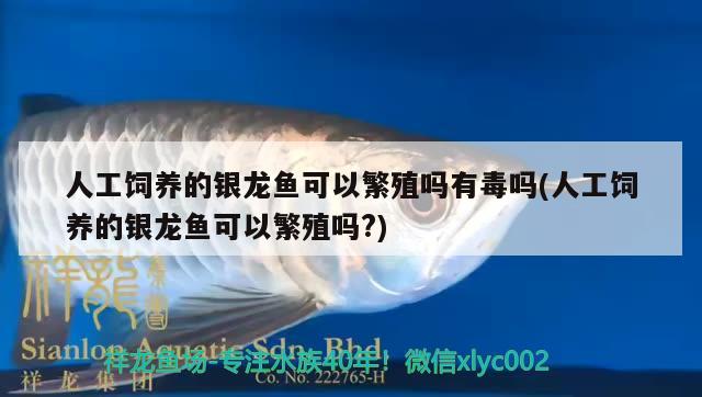 人工饲养的银龙鱼可以繁殖吗有毒吗(人工饲养的银龙鱼可以繁殖吗?) 银龙鱼