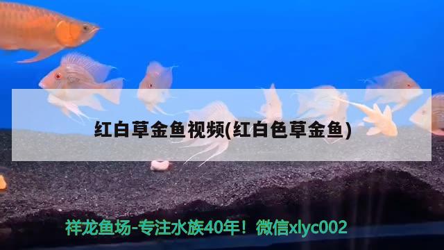 红白草金鱼视频(红白色草金鱼)