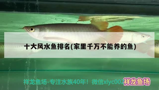 十大风水鱼排名(家里千万不能养的鱼) 鱼缸风水