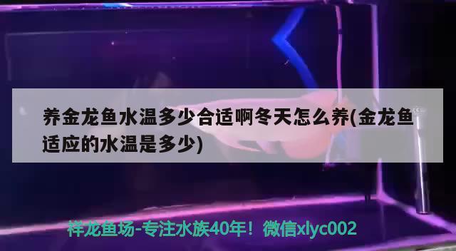 养金龙鱼水温多少合适啊冬天怎么养(金龙鱼适应的水温是多少) 印尼小红龙