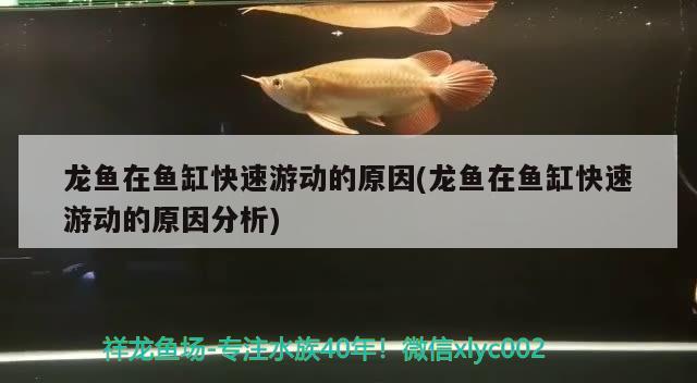 龙鱼在鱼缸快速游动的原因(龙鱼在鱼缸快速游动的原因分析) 黑影道人鱼