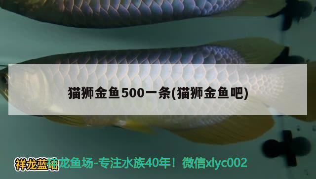 猫狮金鱼500一条(猫狮金鱼吧)