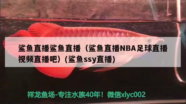 鲨鱼直播鲨鱼直播（鲨鱼直播NBA足球直播视频直播吧）(鲨鱼ssy直播)