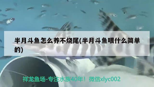 半月斗鱼怎么养不烧尾(半月斗鱼喂什么简单的) 观赏鱼 第3张