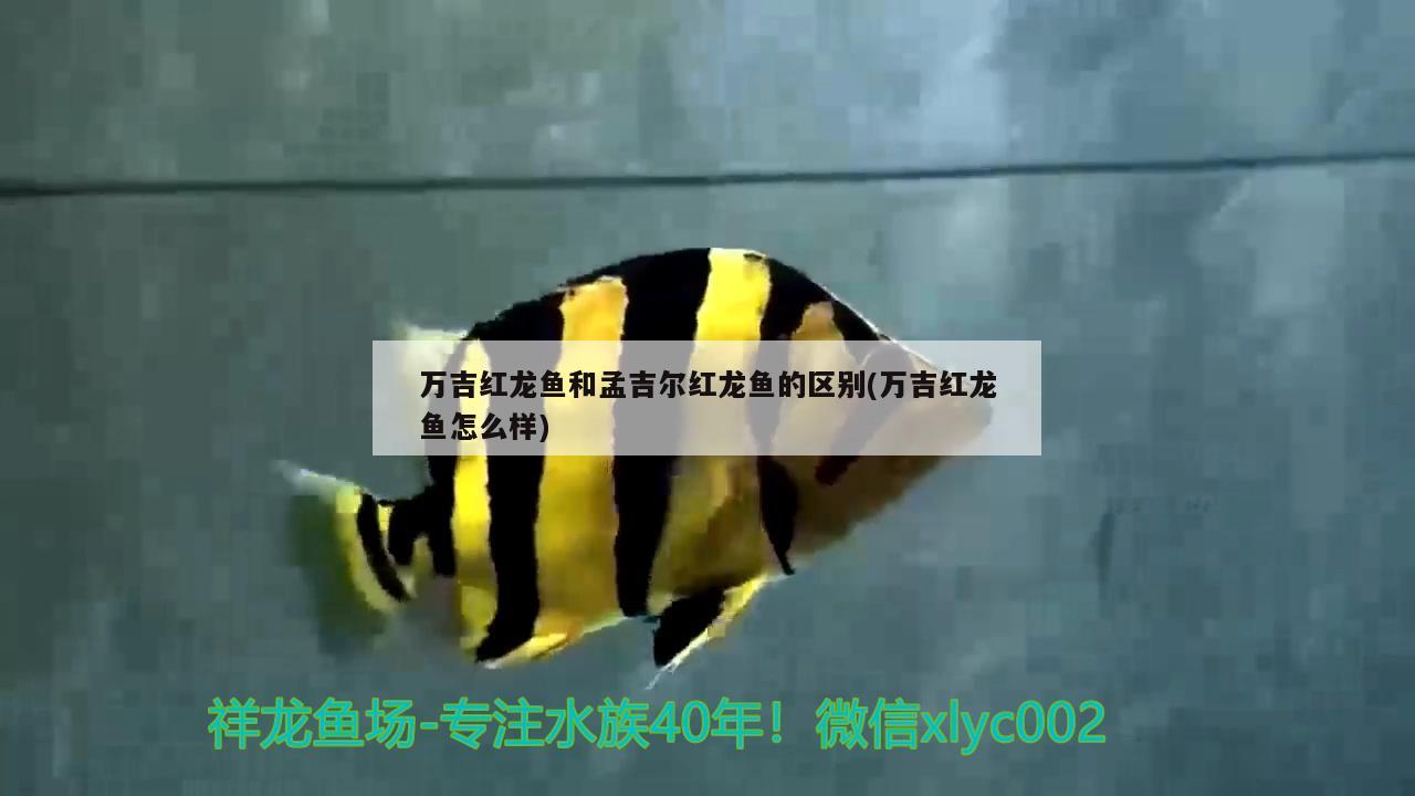 万吉红龙鱼和孟吉尔红龙鱼的区别(万吉红龙鱼怎么样) 广州孟吉尔