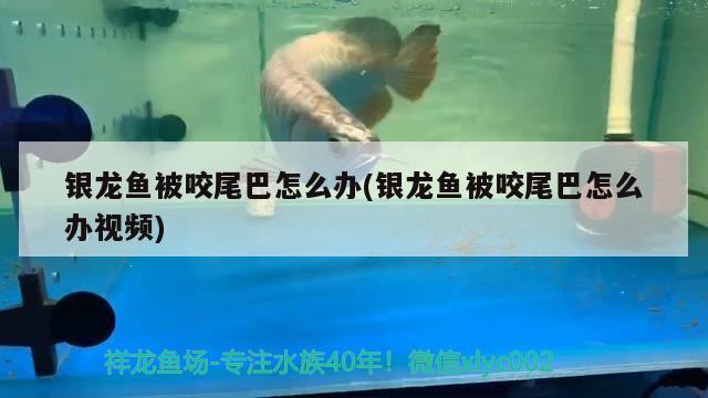 银龙鱼被咬尾巴怎么办(银龙鱼被咬尾巴怎么办视频) 银龙鱼