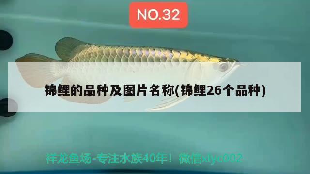 锦鲤的品种及图片名称(锦鲤26个品种)