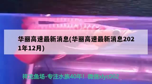 华丽高速最新消息(华丽高速最新消息2021年12月) 观赏鱼