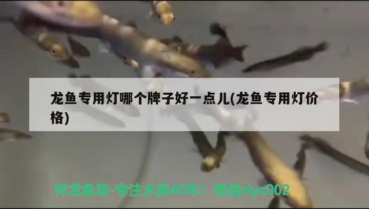 龙鱼专用灯哪个牌子好一点儿(龙鱼专用灯价格)