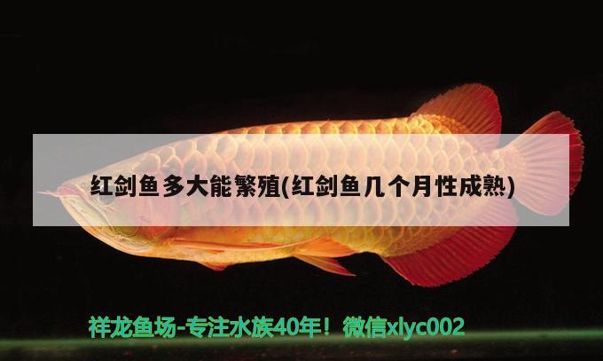 红剑鱼多大能繁殖(红剑鱼几个月性成熟) 观赏鱼