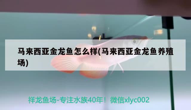 马来西亚金龙鱼怎么样(马来西亚金龙鱼养殖场) 广州观赏鱼鱼苗批发市场