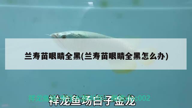 兰寿苗眼睛全黑(兰寿苗眼睛全黑怎么办) 观赏鱼