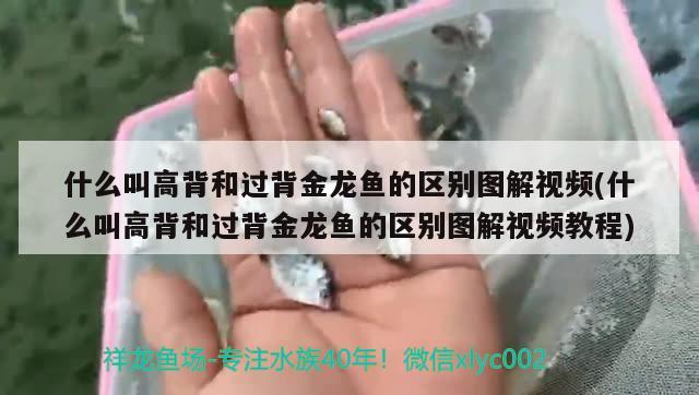 什么叫高背和过背金龙鱼的区别图解视频(什么叫高背和过背金龙鱼的区别图解视频教程) 过背金龙鱼