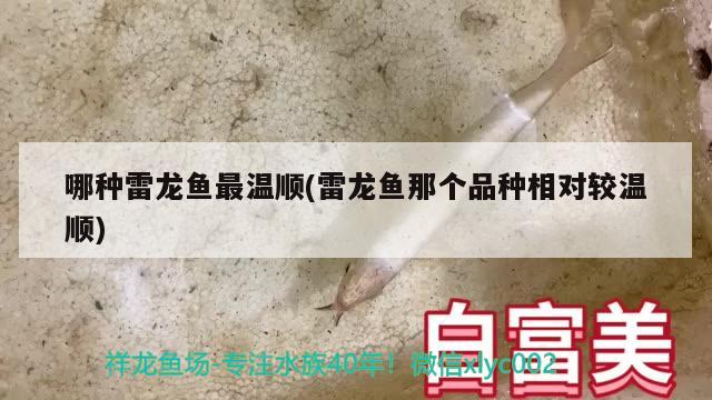 哪种雷龙鱼最温顺(雷龙鱼那个品种相对较温顺) 金龙鱼粮