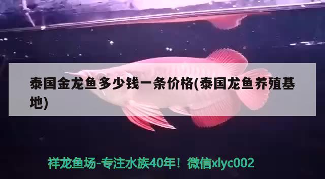 泰国金龙鱼多少钱一条价格(泰国龙鱼养殖基地) 黄金达摩鱼