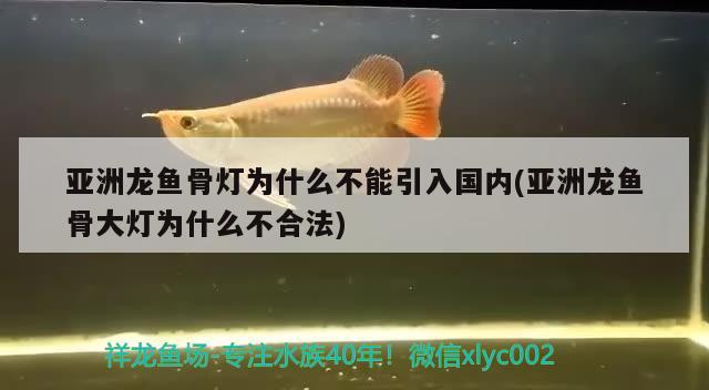 亚洲龙鱼骨灯为什么不能引入国内(亚洲龙鱼骨大灯为什么不合法) 观赏鱼