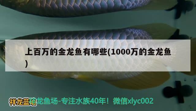 上百万的金龙鱼有哪些(1000万的金龙鱼)