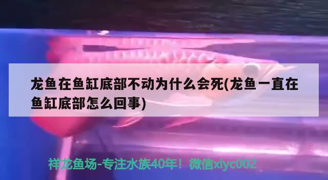 龙鱼在鱼缸底部不动为什么会死(龙鱼一直在鱼缸底部怎么回事)