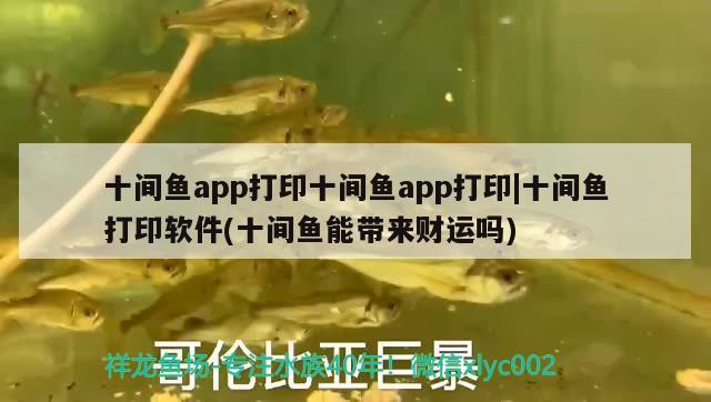 十间鱼app打印十间鱼app打印|十间鱼打印软件(十间鱼能带来财运吗) 魟鱼