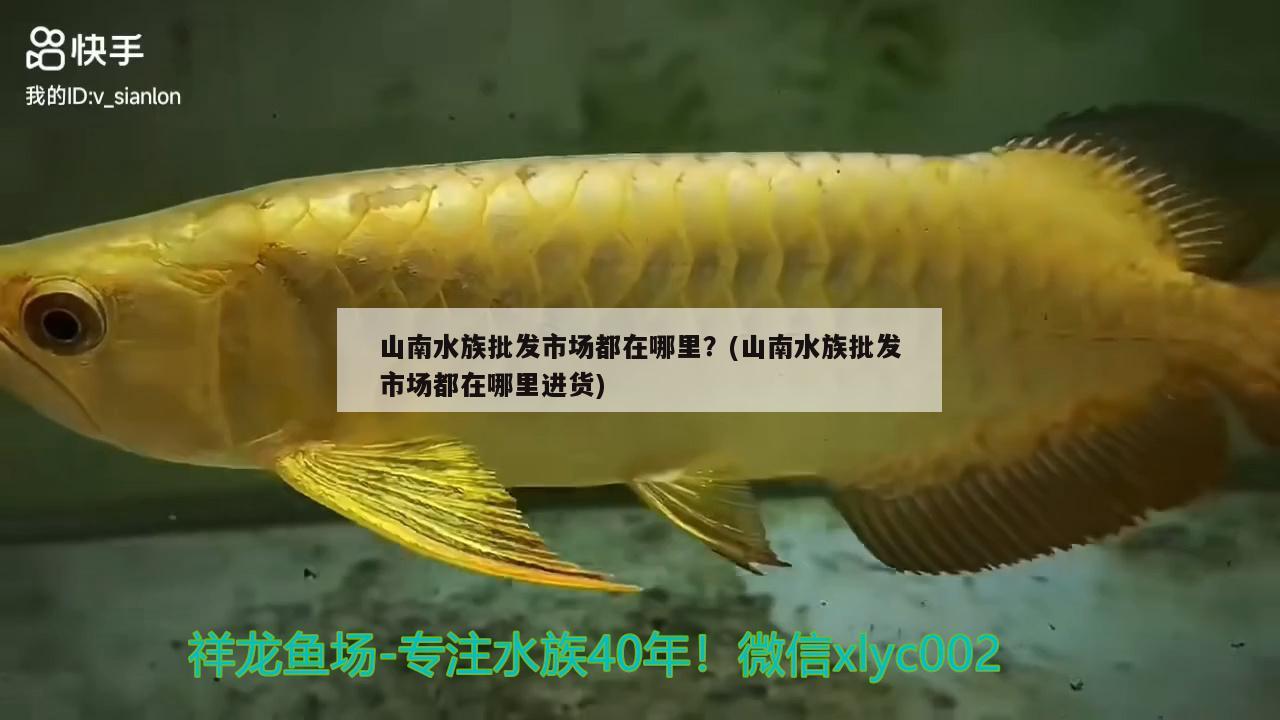 山南水族批发市场都在哪里？(山南水族批发市场都在哪里进货)