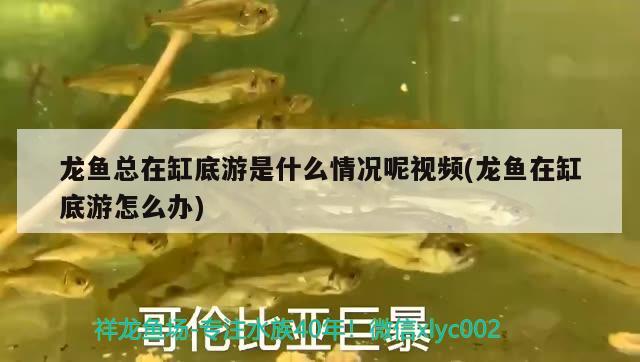 龙鱼总在缸底游是什么情况呢视频(龙鱼在缸底游怎么办) 祥龙金禾金龙鱼
