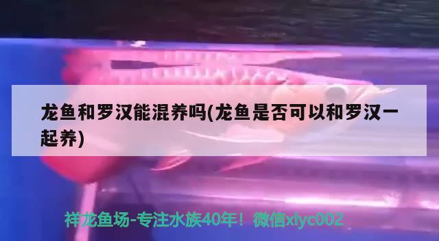 龙鱼和罗汉能混养吗(龙鱼是否可以和罗汉一起养)