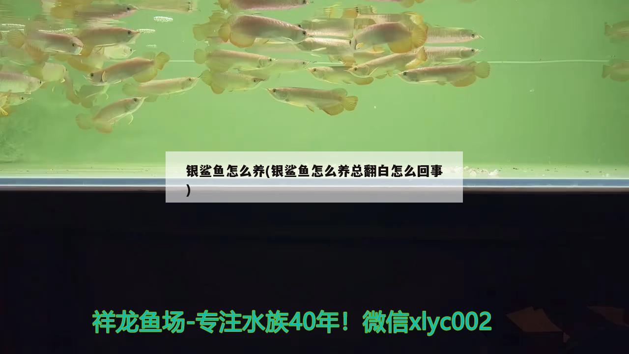 银鲨鱼怎么养(银鲨鱼怎么养总翻白怎么回事)