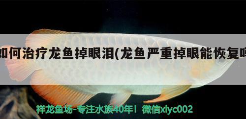 如何治疗龙鱼掉眼泪(龙鱼严重掉眼能恢复吗) 巨骨舌鱼