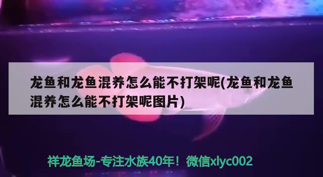 龙鱼和龙鱼混养怎么能不打架呢(龙鱼和龙鱼混养怎么能不打架呢图片)